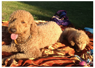Goldendoodle Puppy Registration