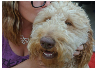 About Goldendoodle Breeder
