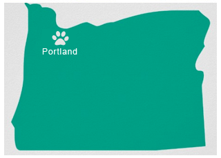 Contact Goldendoodle Stud Services Portland Oregon